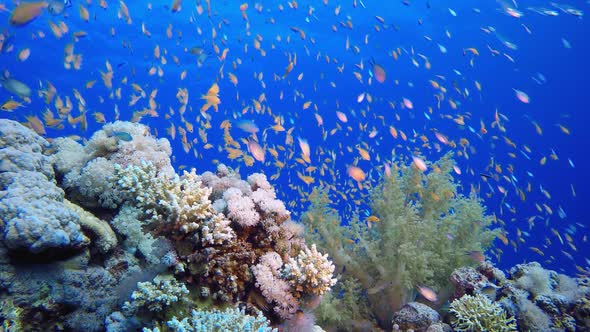 Underwater Scene Marine World