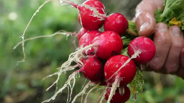 Dirty Bunch of Radishes Is Watered with a Stream of Water Outside in the Summer Season. Owner Holds