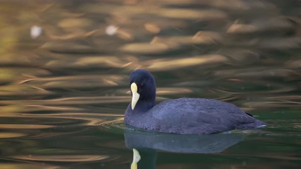 Close up shot of pretty white-winged coot bird foraging food in natural lake during sunny day