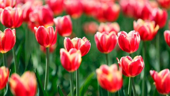 Blooming Red Tulips With White Border