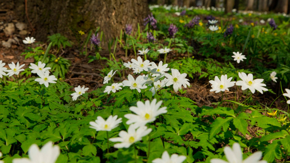 White Flowers Anemones In Spring Wood alt