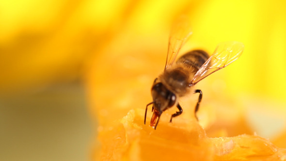 Bee Gathering Honey and Nectar