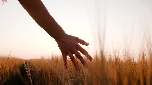 Man's Hand Touching a Golden Wheat Ear in the Wheat Field