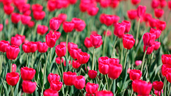 Field Of Red Tulips Blooming