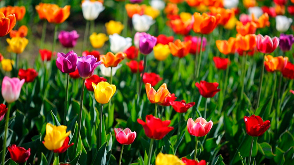 Field Of Blooming Different Color Tulips