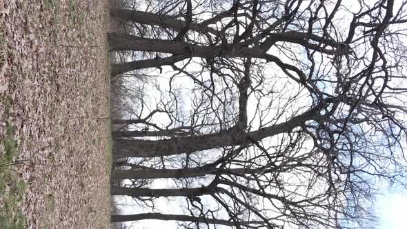 Vertical Video of the Forest with Trees Without Leaves