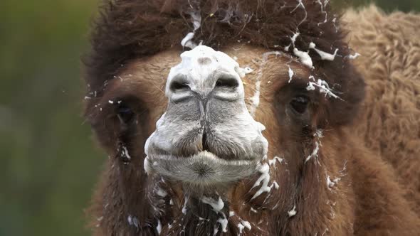 Bactrian Camel with Foam at Mouth