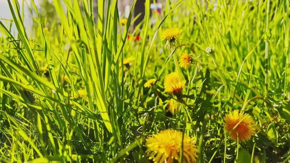 Closeup of Fresh Yellow Dandelion Flowers on a Sunny Spring Day