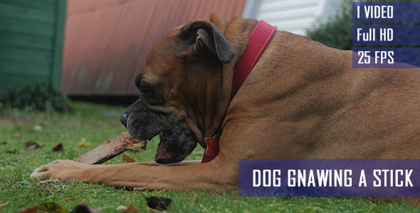 Dog Gnawing A Bone Stick