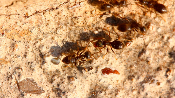 Ants On Stone