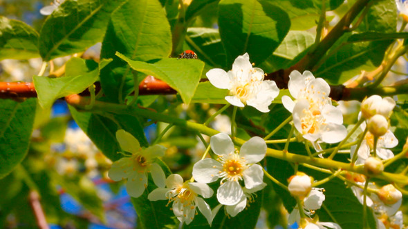 Ladybug On Cherry Tree Flowers alt