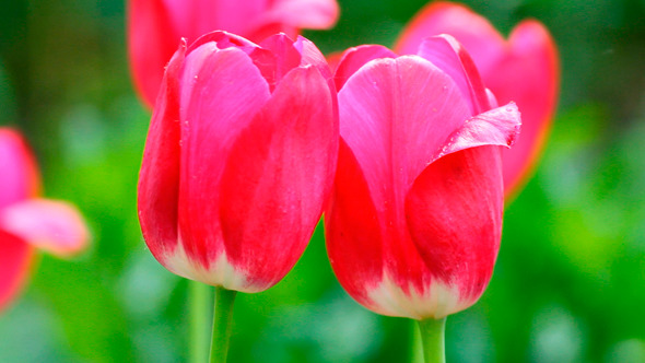 Bright Red Tulips