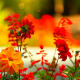 Flowers and Fountain in the Background - VideoHive Item for Sale