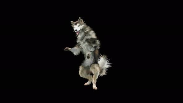 Dog Dance 4K