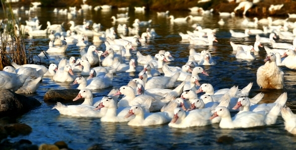 Ducks in River ( Miniature Effect)