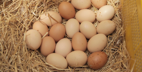 Ecological Eggs