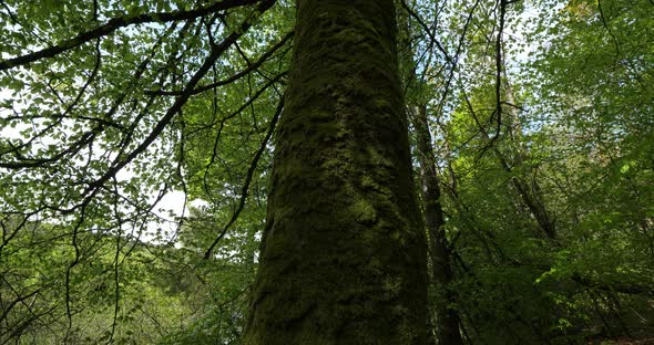 Lake Guerledan, forest near the Anse De Sordan,Cotes d Armor department, Brittany in France