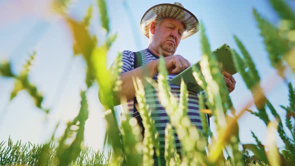 Farmer Agronomist in Field Touches Wheat Ears with His Hands and Checks Crops with Help Using