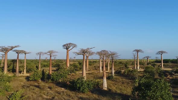 Avenue Of The Baobabs Morondava Madagascar 20