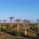 Avenue Of The Baobabs Morondava Madagascar 20 - VideoHive Item for Sale