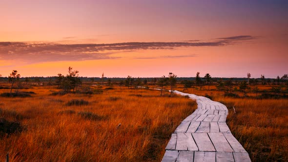 Swamp Nature Landscape