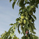 Fruit Tree - VideoHive Item for Sale