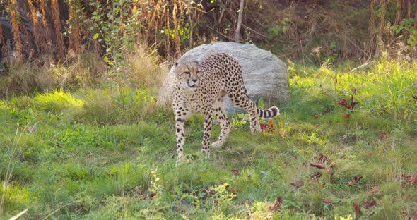 Cheetah Walking Past Another Cat in the Shadows on a Grassy Field