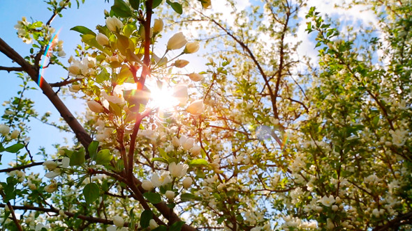 Sun Shining Through Blossom Apple Tree alt