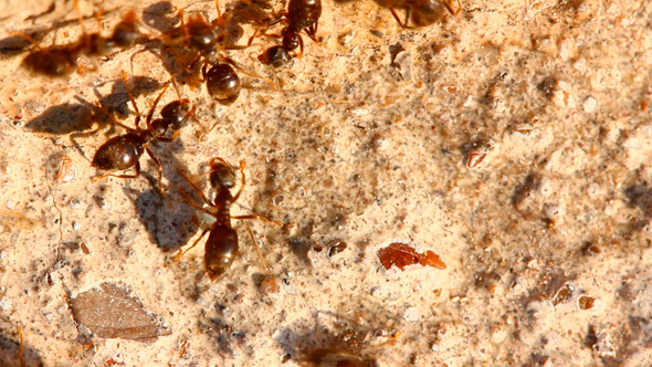 Ants On Stone alt
