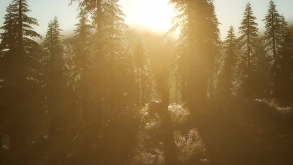 Deer Male in Forest at Sunset alt