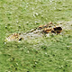 Crocodile Rain - VideoHive Item for Sale
