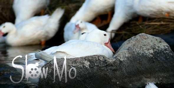 Ducks in River 6