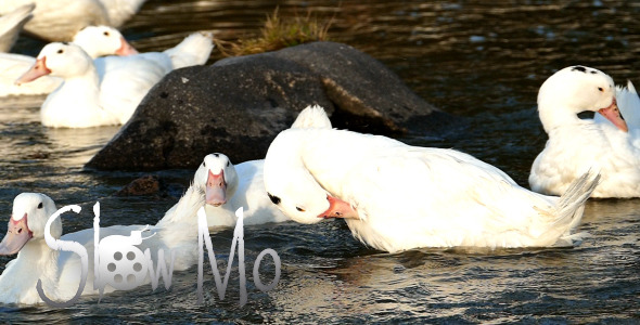 Ducks in River 7