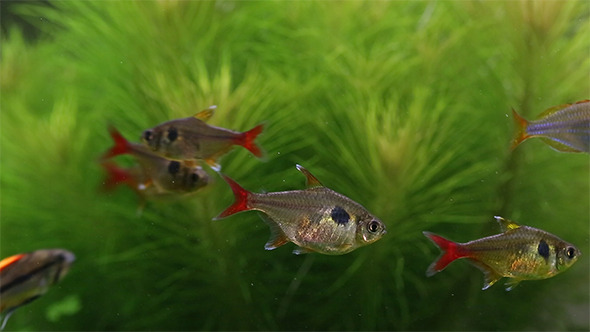 Fishes in the Aquarium