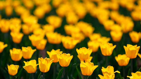 Field Of Yellow Tulips Blooming alt