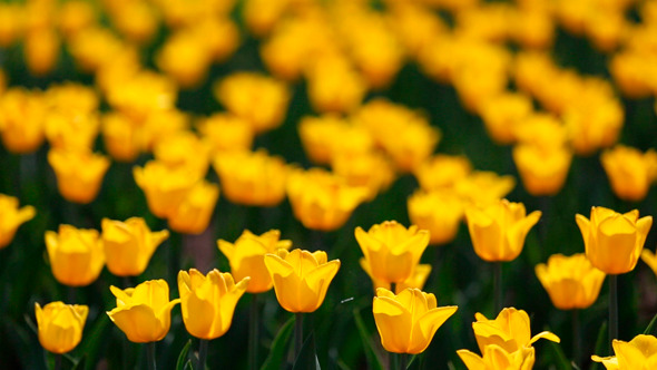 Field Of Yellow Tulips Blooming