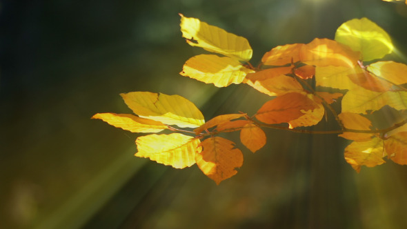 Autumn Beech Leaves and Sun Rays