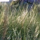 The Wind Stirs the Grass on A Hot Summer Day - VideoHive Item for Sale
