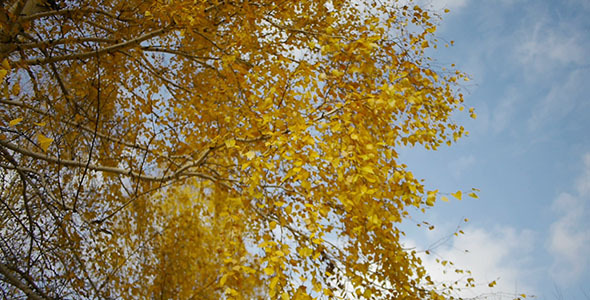 Autumn Leaves And Blue Sky 