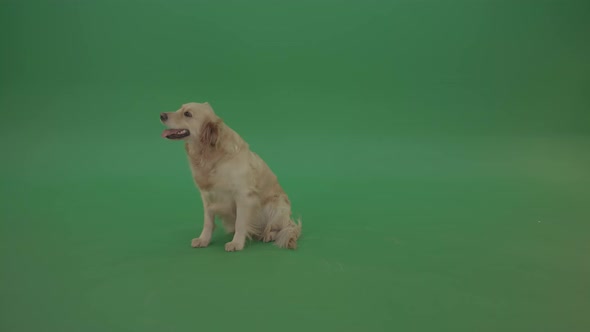 Golden Retriever  Gun Dog Sittin And Eat Isolated On Green Screen 4 K Video Footage