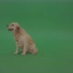 Golden Retriever  Gun Dog Sittin And Eat Isolated On Green Screen 4 K Video Footage - VideoHive Item for Sale