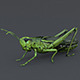 Green Cricket - 3DOcean Item for Sale