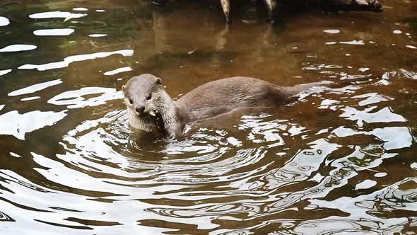 Smooth-coated otter , lutrogale perspicillata, adult standing in water, Eating a root, slow motion