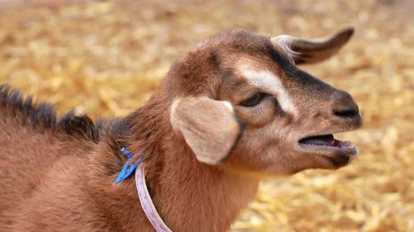 A goat chews grass while on a private farm.