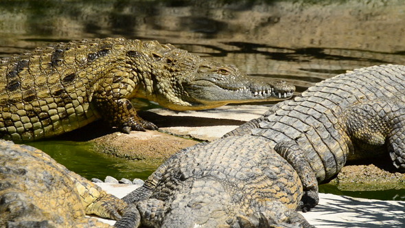 Crocodile Out of the Water in River