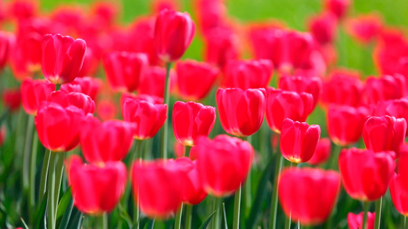 Field Of Red Tulips Blooming