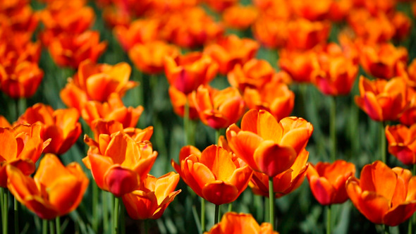 Field Of Orange Tulips Blooming alt