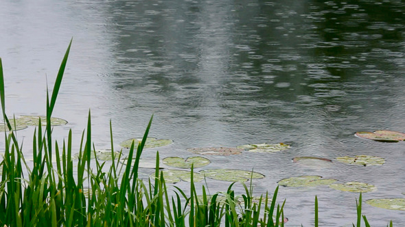 Lake And Rain