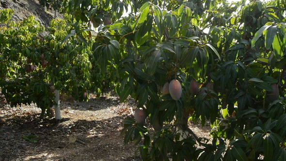 Collecting Mango Fruit in Field