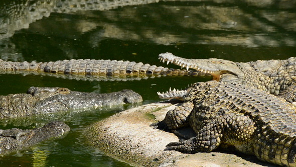 Crocodiles Sunbathing in the River